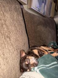 Reunited Male Dog last seen Near cheeroke ave by the school, San Diego, CA 92116