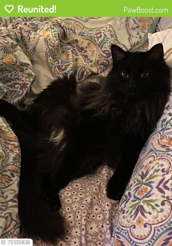 Reunited Male Cat last seen Saint Charles Rd and Taft Ave, Berkeley, IL 60163