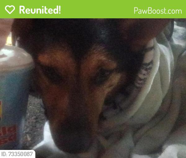 Reunited Female Dog last seen 82nd and max station, Portland, OR 97220