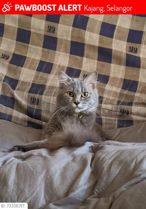 Lost Male Cat last seen Lorong Jasmin 2, Kajang, Selangor 43000