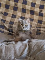 Lost Male Cat last seen Lorong Jasmin 2, Kajang, Selangor 43000