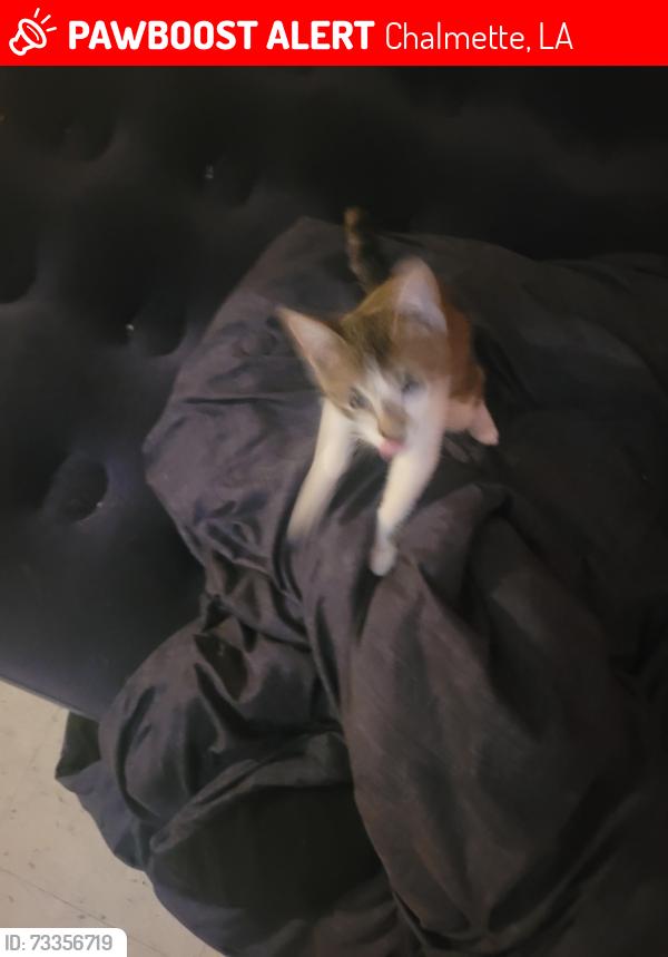 Lost Male Cat last seen Plaza dr, Chalmette, LA 70043