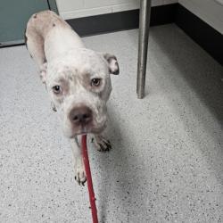 Shelter Stray Female Dog last seen Near Fruitevale Ave, Oakland, CA, 1101 29th Ave, Oakland, CA 94601, USA