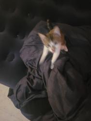 Lost Male Cat last seen Plaza dr, Chalmette, LA 70043