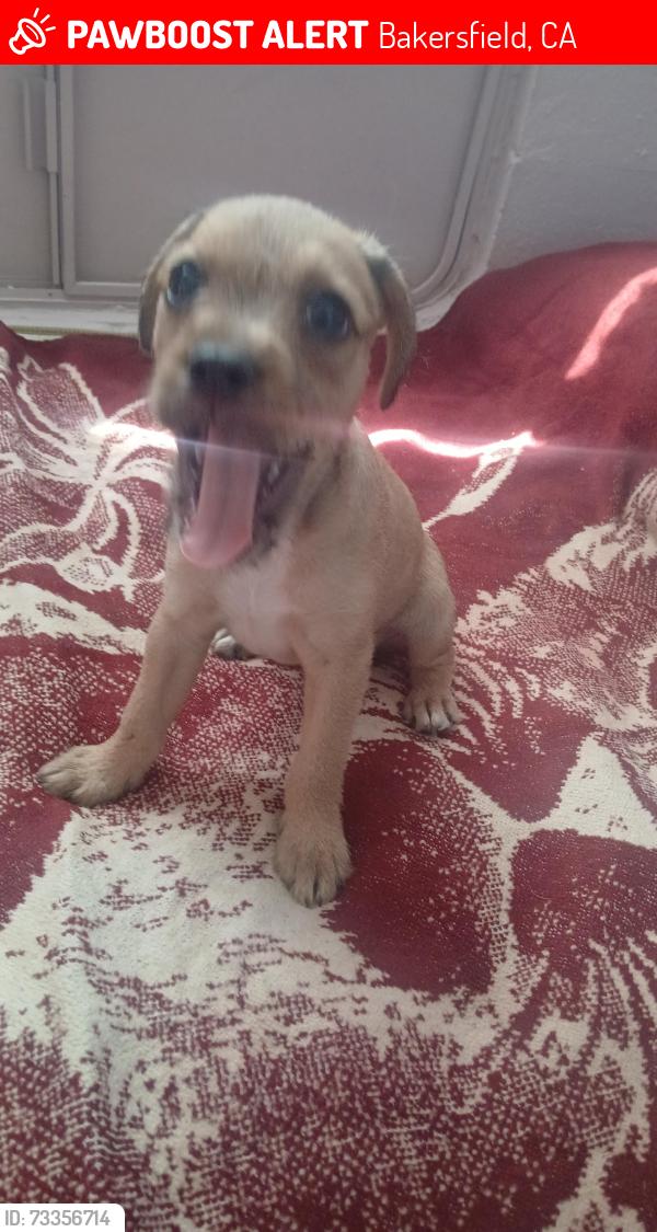 Lost Male Dog last seen Near ming ave, Bakersfield, CA 93307