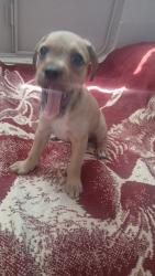 Lost Male Dog last seen Near ming ave, Bakersfield, CA 93307