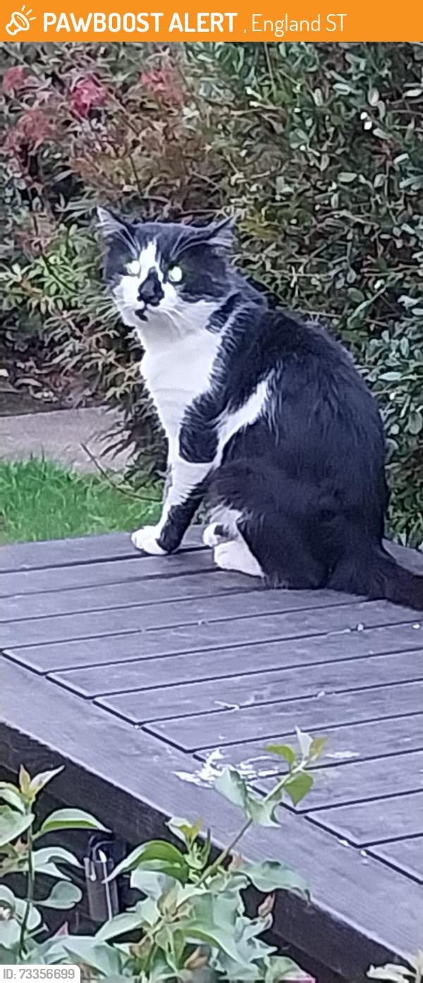 Found/Stray Male Cat last seen Beverly Drive, Bentilee (near Beverley Pub), , England ST2