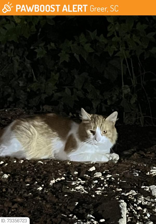 Found/Stray Male Cat last seen Memorial drive extension, Greer, SC 29687