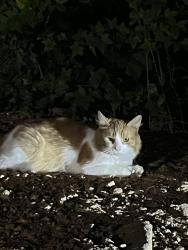 Found/Stray Male Cat last seen Memorial drive extension, Greer, SC 29687