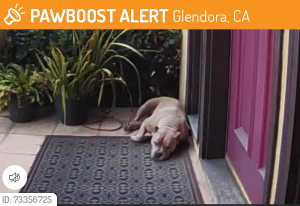 Found/Stray Female Dog last seen McNeil, Glendora, CA 91741