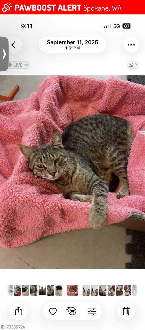 Lost Male Cat last seen Borden road, Spokane, WA 99224