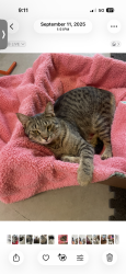 Lost Male Cat last seen Borden road, Spokane, WA 99224