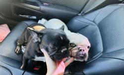 Reunited Female Dog last seen Rancho vista area, Palmdale, CA 93551