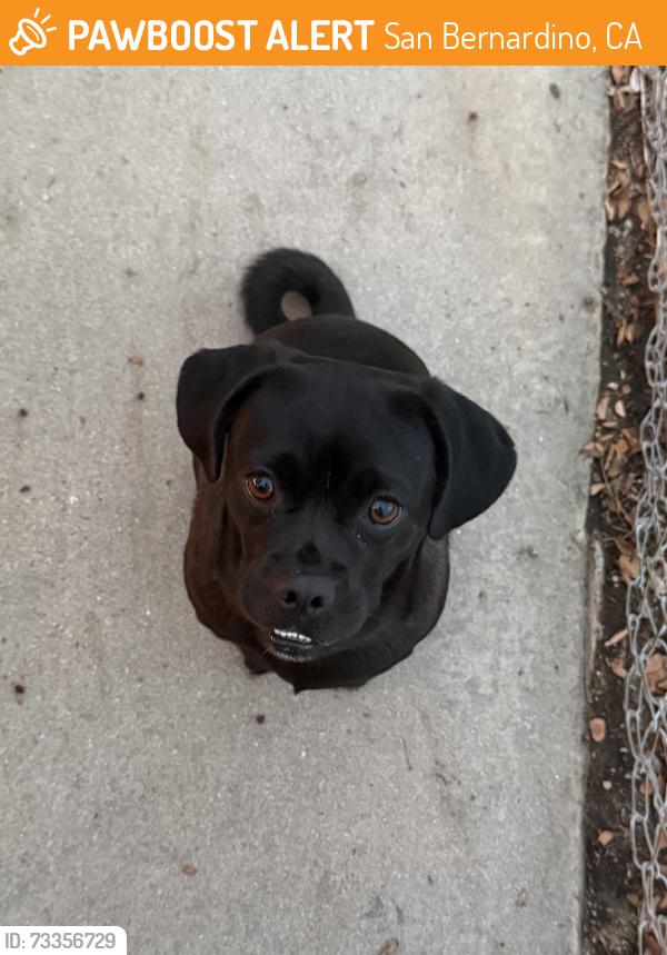 Found/Stray Female Dog last seen Leyro st in San Bernardino, San Bernardino, CA 92404