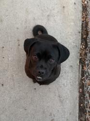 Found/Stray Female Dog last seen Leyro st in San Bernardino, San Bernardino, CA 92404