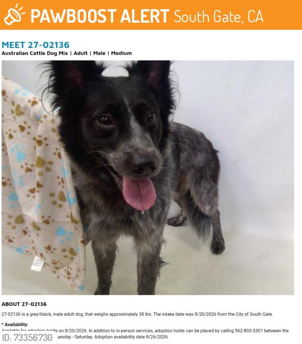 Found/Stray Male Dog last seen South Gate now at Seacca Downey Shelter, South Gate, CA 90280