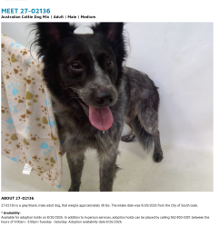 Found/Stray Male Dog last seen South Gate now at Seacca Downey Shelter, South Gate, CA 90280