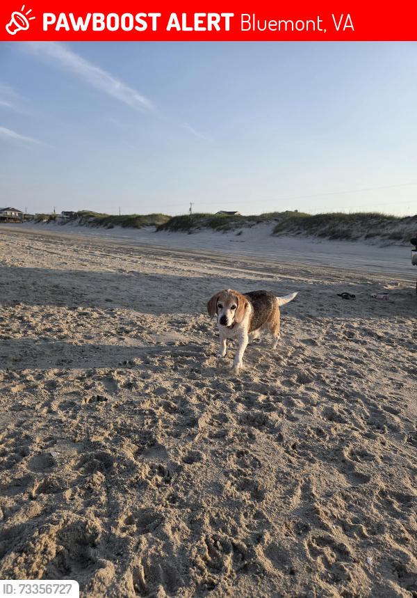 Lost Male Dog last seen Providence Chapel Methodist Church, Bluemont VA, Bluemont, VA 20135
