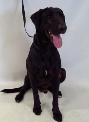 Found/Stray Male Dog last seen Paramount now at Seacca Downey Shelter, Paramount, CA 90805