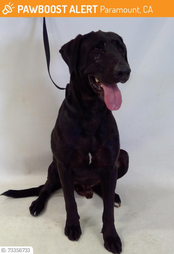 Found/Stray Male Dog last seen Paramount now at Seacca Downey Shelter, Paramount, CA 90805