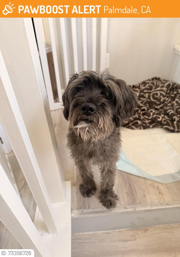 Found/Stray Male Dog last seen Fairgreen Ln Palmdale CA, Palmdale, CA 93551