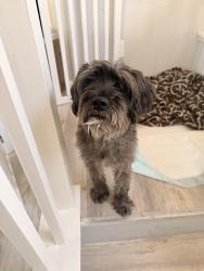 Found/Stray Male Dog last seen Fairgreen Ln Palmdale CA, Palmdale, CA 93551