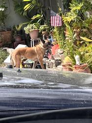 Lost Unknown Dog last seen Eucalyptus ave., Vista, CA 92084