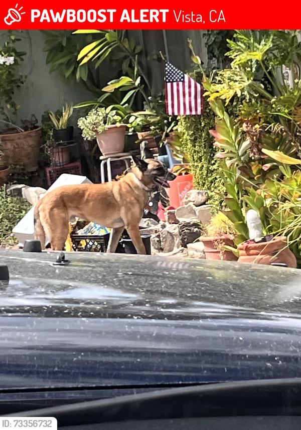Lost Unknown Dog last seen Eucalyptus ave., Vista, CA 92084