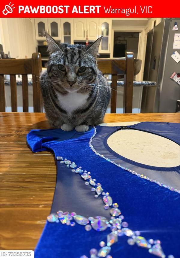Lost Female Cat last seen McMillan drive Warragul bus stop, Warragul, VIC 3820