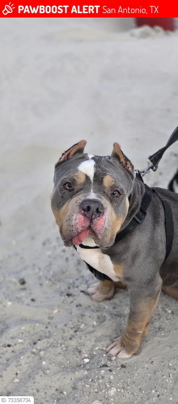 Lost Female Dog last seen Martinez Losoya, San Antonio, TX 78221