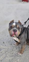 Lost Female Dog last seen Martinez Losoya, San Antonio, TX 78221