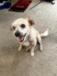 Found/Stray Male Dog last seen Sedano Dealership on Mission Gorge Rd, Santee, CA 92071