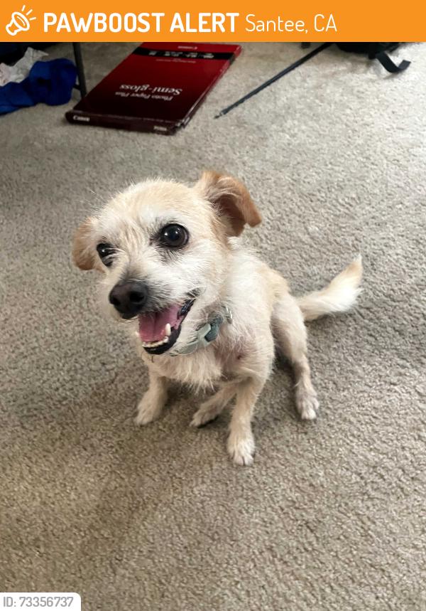 Found/Stray Male Dog last seen Sedano Dealership on Mission Gorge Rd, Santee, CA 92071