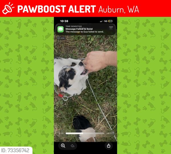 Lost Female Dog last seen 400th St and 180th, Auburn, WA 98092