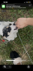 Lost Female Dog last seen 400th St and 180th, Auburn, WA 98092