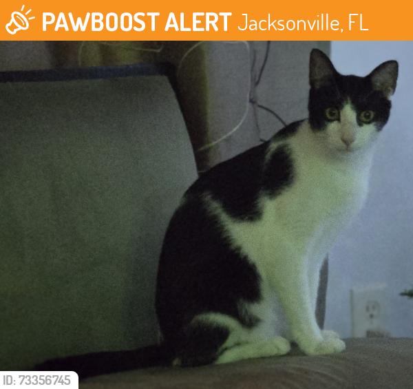 Found/Stray Male Cat last seen Willesdon Drive West, Jacksonville, FL 32246