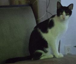 Found/Stray Male Cat last seen Willesdon Drive West, Jacksonville, FL 32246