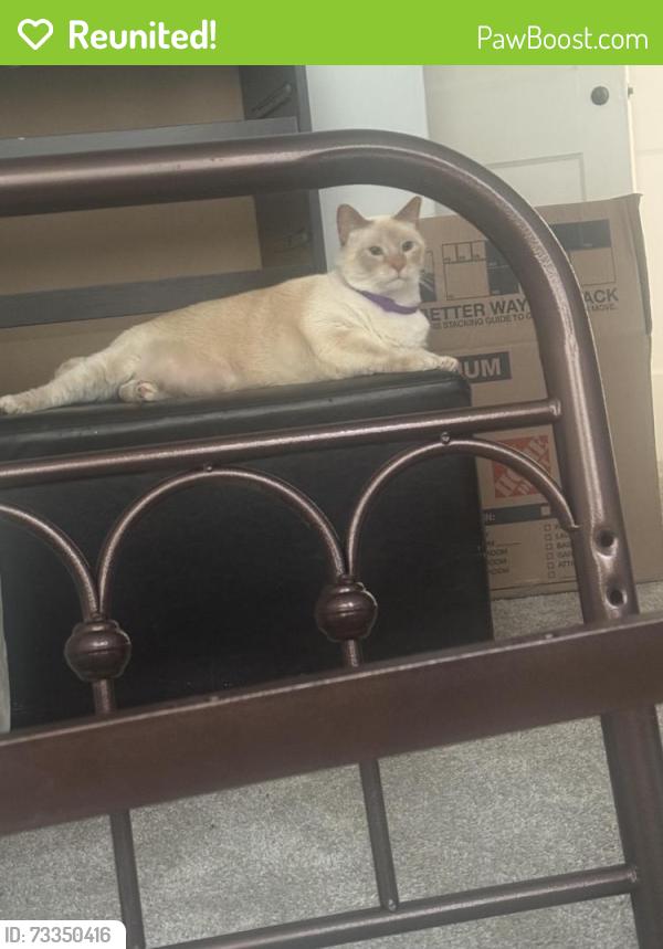 Reunited Male Cat last seen Elmora Ave, Baltimore, MD 21213