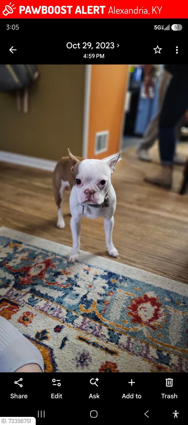 Lost Male Dog last seen Front entrance of Alexandria fairgrounds, Alexandria, KY 41001