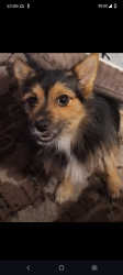 Lost Female Dog last seen Van Buren and 32nd street, Phoenix, AZ 85008