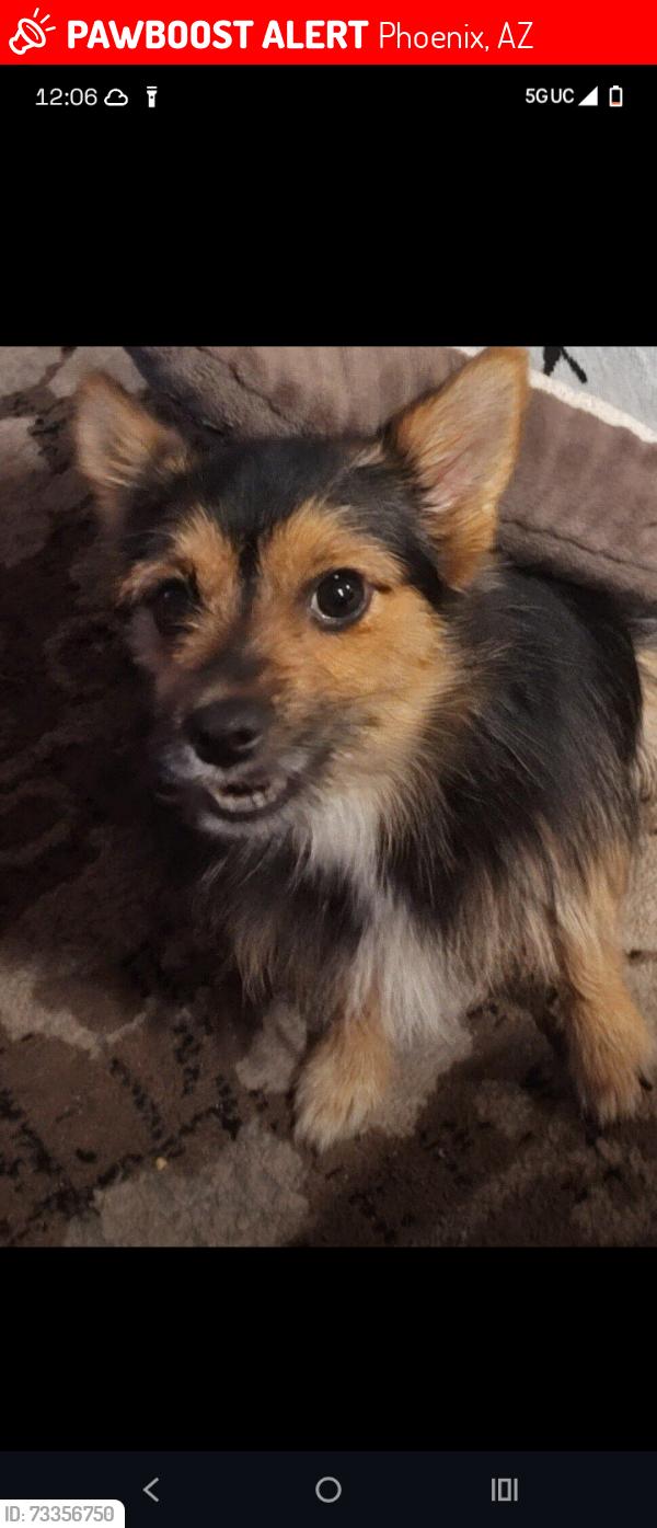 Lost Female Dog last seen Van Buren and 32nd street, Phoenix, AZ 85008