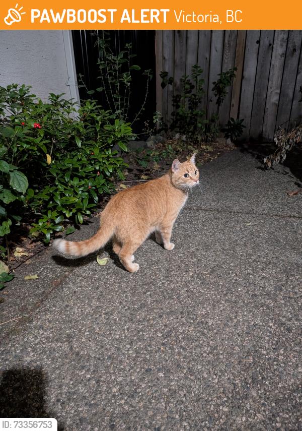 Found/Stray Unknown Cat last seen Pearl St and Shelbourne, Victoria, BC 