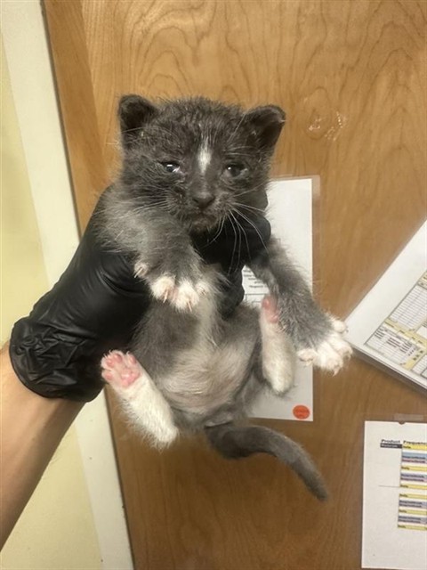 Shelter Stray Female Cat last seen ROYAL GREEN AVE & PARKLIN AVE, 2127 Front St, Sacramento, CA 95818, USA