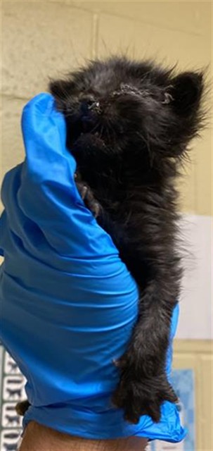 Shelter Stray Male Cat last seen ROYAL GREEN AVE & PARKLIN AVE, 2127 Front St, Sacramento, CA 95818, USA