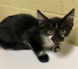 Shelter Stray Female Cat last seen INNOVATOR DR & ENDEAVOR WAY, 2127 Front St, Sacramento, CA 95818, USA
