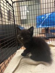 Shelter Stray Female Cat last seen N COUNTRY DR/GREY WOLF DR, 95843, 3839 Bradshaw Rd, Sacramento, CA 95827, USA