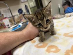 Shelter Stray Female Cat last seen CHURTON STREET/COURT HOUSE, 1601 Eubanks Rd, Chapel Hill, NC 27516, USA