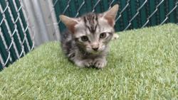 Shelter Stray Female Cat last seen , 11258 Garfield Ave, Downey, CA 90242, USA