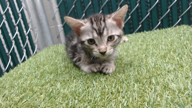 Shelter Stray Female Cat last seen , 11258 Garfield Ave, Downey, CA 90242, USA
