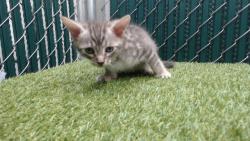 Shelter Stray Male Cat last seen , 11258 Garfield Ave, Downey, CA 90242, USA